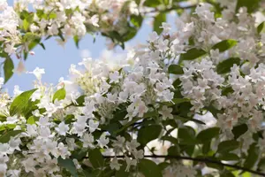 kolkwitzia amabilis (150-175 cm) - afbeelding 3