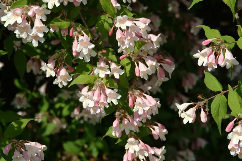kolkwitzia amabilis (150-175 cm) - afbeelding 5