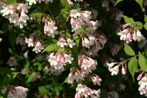 kolkwitzia amabilis (150-175 cm) - afbeelding 5