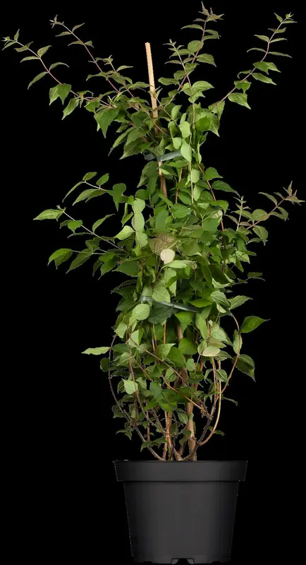 kolkwitzia amabilis (150-175 cm) - afbeelding 1