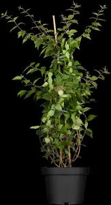 kolkwitzia amabilis (150-175 cm) - afbeelding 5