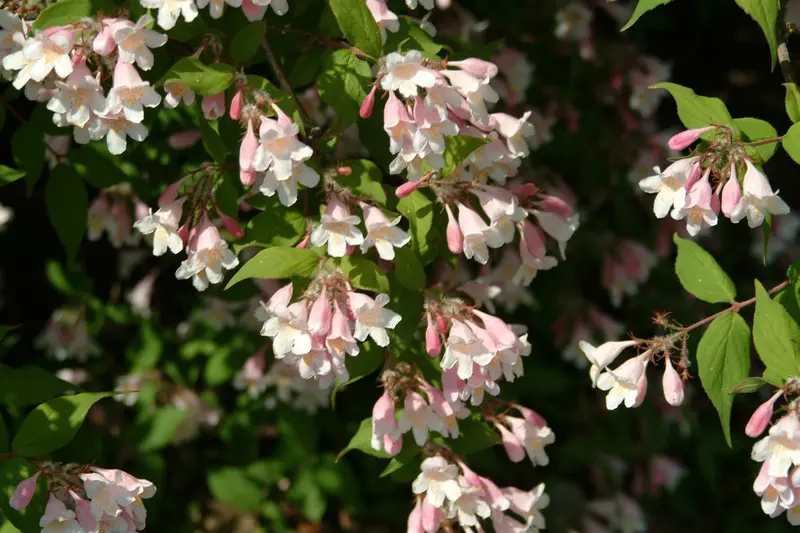 Kolkwitzia amabilis 'Pink Cloud' 30- 50   C