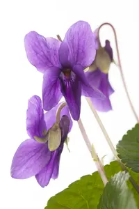 viola odor. 'königin charlotte' P9 - afbeelding 3