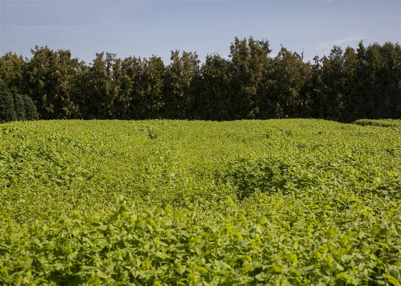 koolrabi wener witte - afbeelding 2