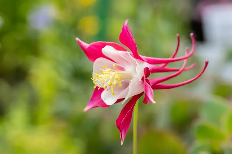 Aquilegia hybr. 'Koralle' P9