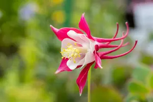 Aquilegia hybr. 'Koralle' P9