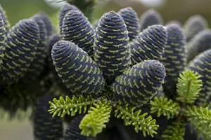 abies koreana (60- 80cm) - afbeelding 5