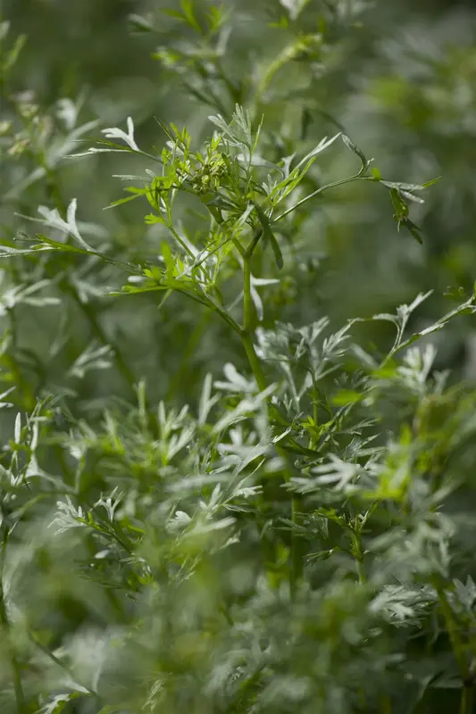 koriander - afbeelding 3