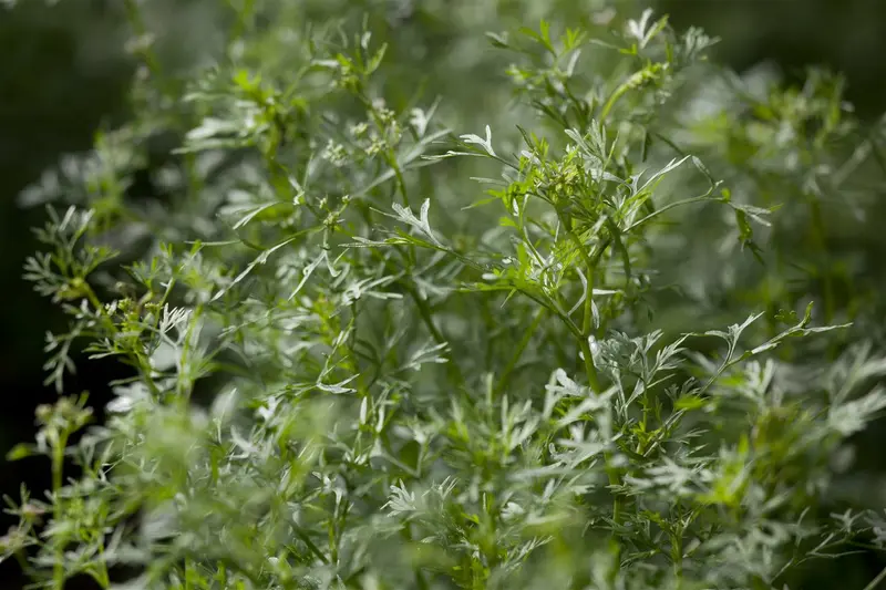 koriander - afbeelding 2