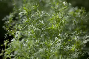 koriander - afbeelding 2