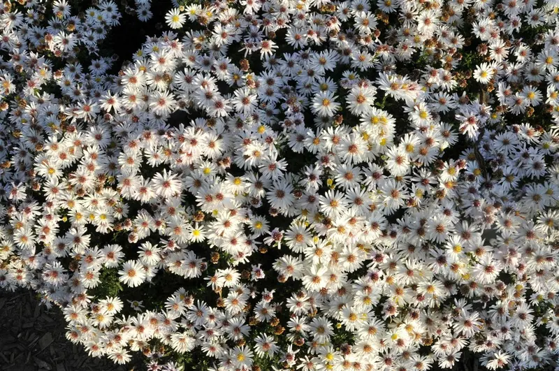Aster dum. 'Kristina' P9