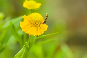 helenium hybr. 'kügelsonne' - afbeelding 4