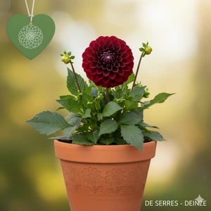 Dahlia 'La Recoleta'