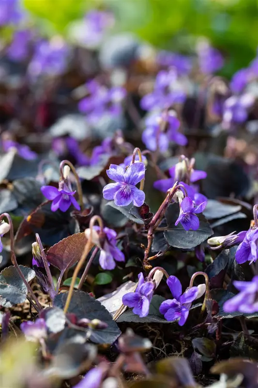 Viola labradorica P9 - afbeelding 3