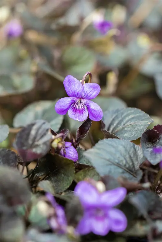 Viola labradorica P9 - afbeelding 2