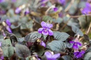 Viola labradorica P9 - afbeelding 1