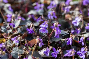 Viola labradorica P9 - afbeelding 4