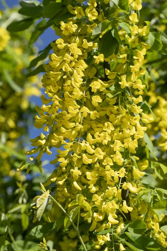 Laburnum anagyroides 12/14 HO C - afbeelding 1