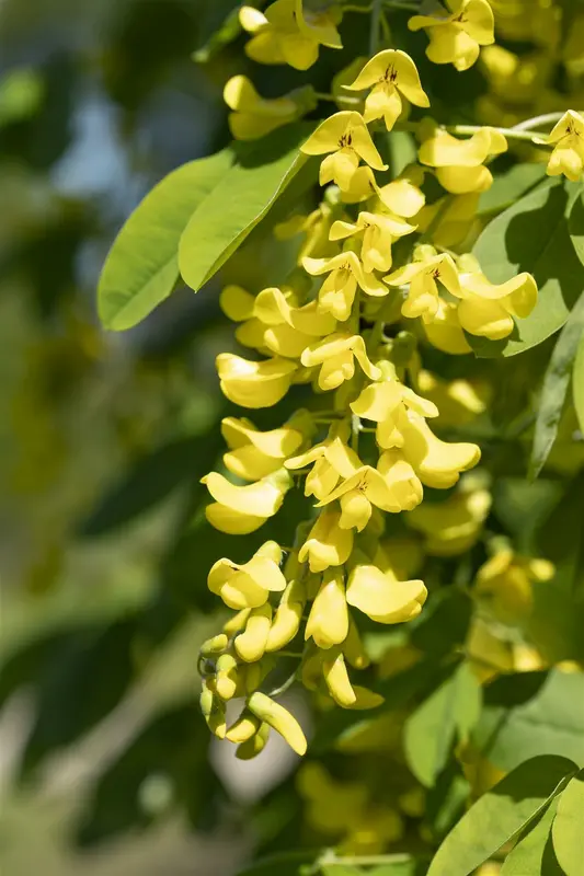 Laburnum anagyroides 12/14 HO C - afbeelding 2