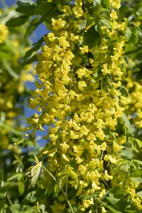 laburnum anagyroides 8/10 C - afbeelding 5
