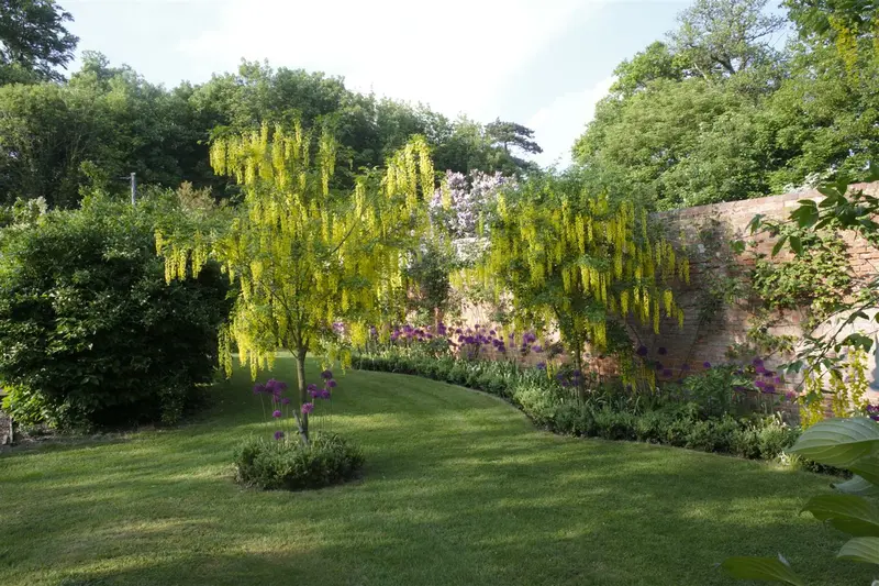 laburnum anagyroides 8/10 C - afbeelding 4