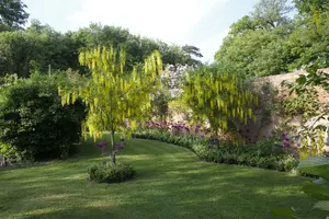laburnum anagyroides 8/10 C - afbeelding 4