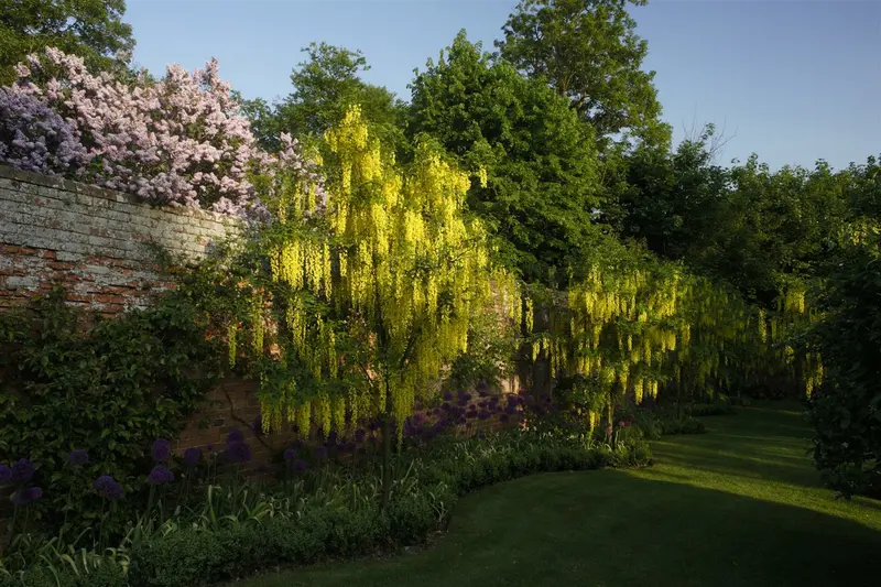 laburnum anagyroides 8/10 C - afbeelding 5