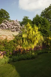 laburnum anagyroides 8/10 C - afbeelding 3