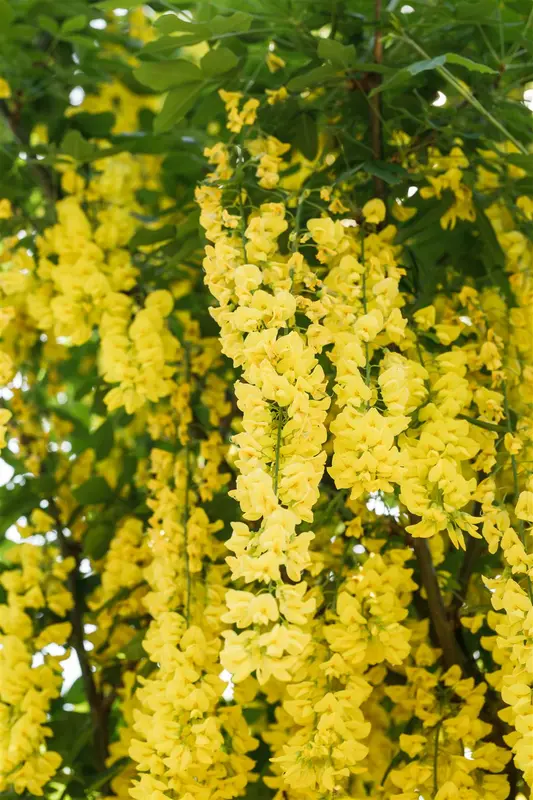 laburnum wat. 'vossii' (250-300 cm) - afbeelding 2