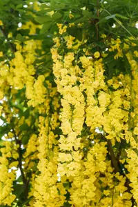 laburnum wat. 'vossii' (250-300 cm) - afbeelding 2