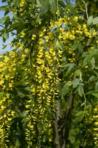 laburnum wat. 'vossii' (250-300 cm) - afbeelding 4
