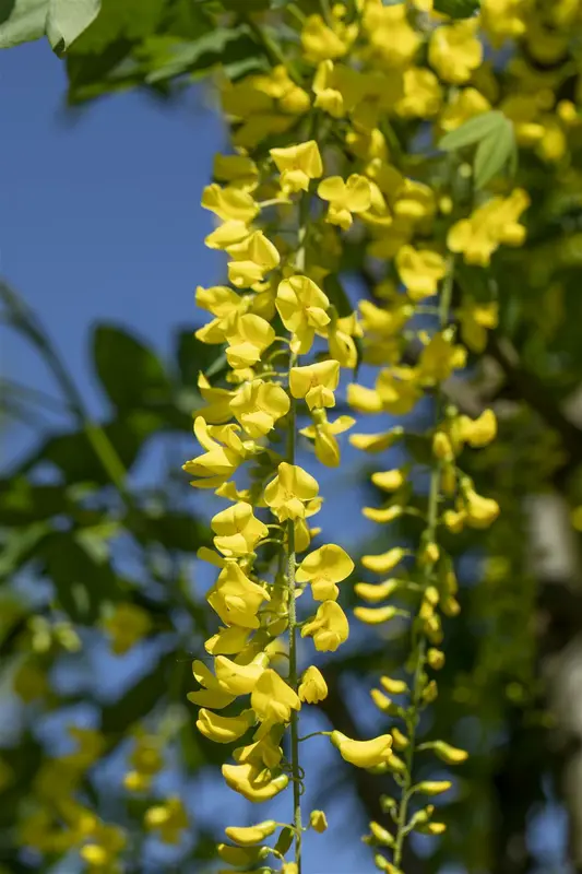 laburnum wat. 'vossii' (250-300 cm) - afbeelding 5