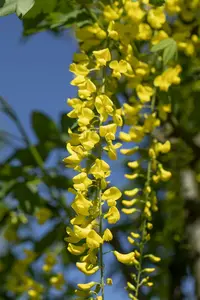 laburnum wat. 'vossii' (250-300 cm) - afbeelding 5