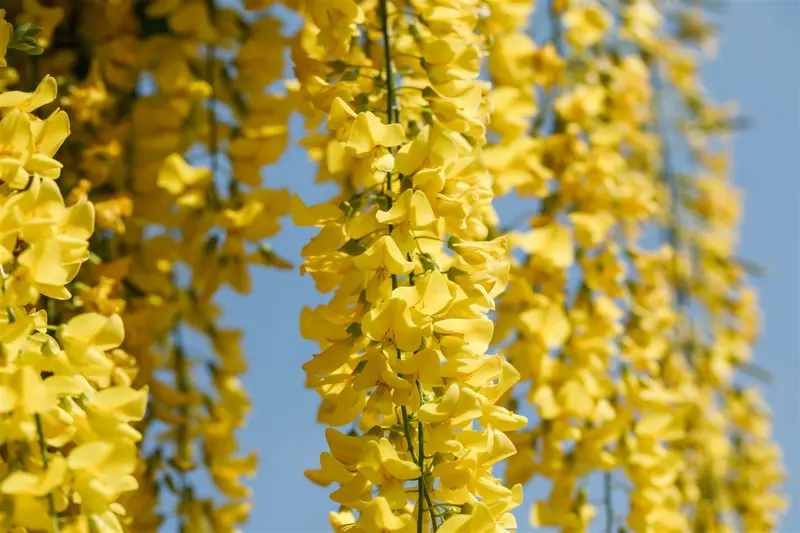 laburnum wat. 'vossii' (250-300 cm) - afbeelding 3