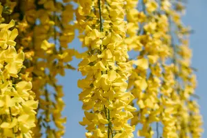 laburnum wat. 'vossii' (250-300 cm) - afbeelding 3