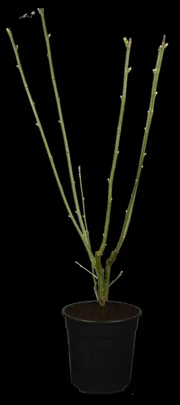 laburnum wat. 'vossii' (250-300 cm) - afbeelding 1