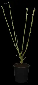 laburnum wat. 'vossii' (250-300 cm) - afbeelding 5