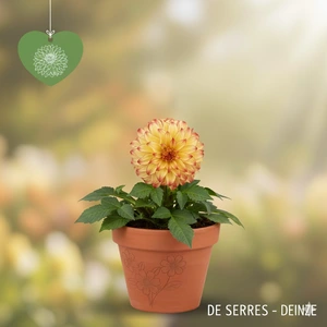 Dahlia 'Lady Darlene'