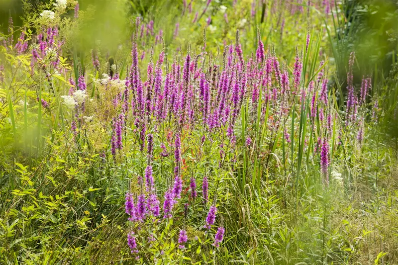 lythrum sal. 'lady sackville' P9
