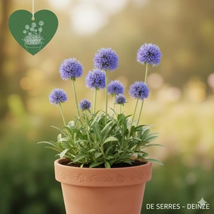 Jasione laevis P10.5