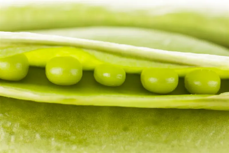 lage erwten wonder van kelvedon - afbeelding 4