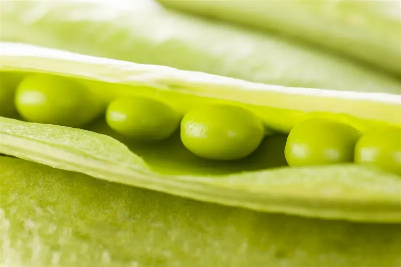 lage peulerwt bamby - afbeelding 5