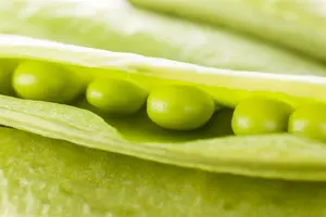 lage peulerwt bamby - afbeelding 5