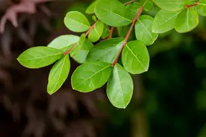 Lagerstroemia ind. 'Coconut Sorbet' HALFST.  C15 - afbeelding 2