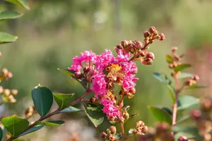 Lagerstroemia ind. 'Hopi' 125-150 C25