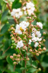 Lagerstroemia ind. 'Nivea' 125-150   C25 - afbeelding 2