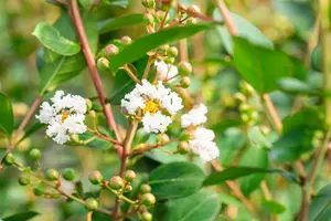 Lagerstroemia ind. 'Nivea' 125-150   C25