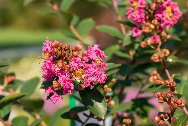 Lagerstroemia ind. 'Petite Pink' 150-175 DKL - afbeelding 4