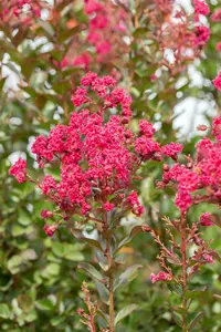 Lagerstroemia ind. 'Pink Velours' 125-150   C25 - afbeelding 2