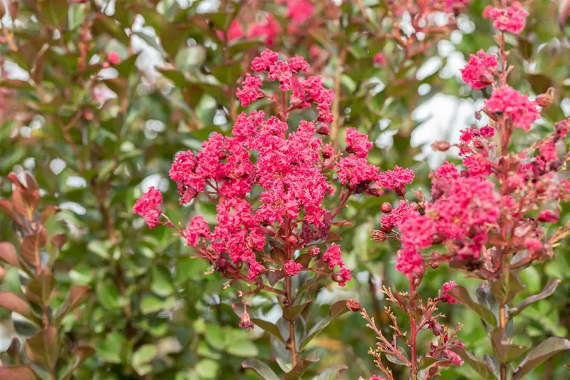 Lagerstroemia ind. 'Pink Velours' 125-150   C25 - afbeelding 1